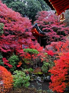 Превью обои храм, осень, япония, киото