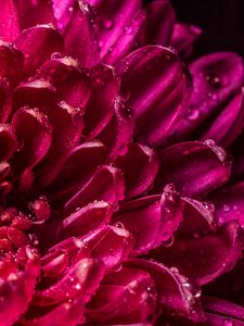 Превью обои хризантема, лепестки, капли, мокрый, крупным планом, макро, розовый