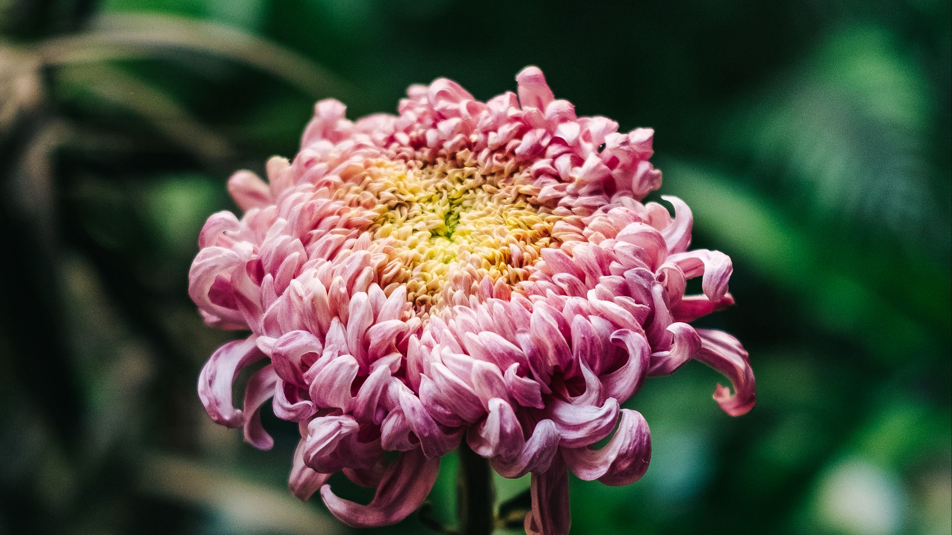 Хризантема английская розовая фото и описание