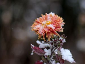 Превью обои хризантема, снег, бутон