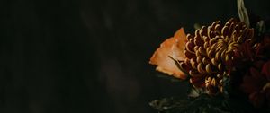 Превью обои хризантема, цветок, коричневый, темный