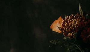 Превью обои хризантема, цветок, коричневый, темный