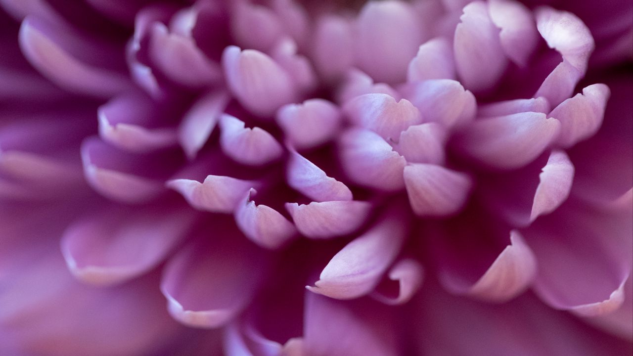 Обои хризантема, цветок, лепестки, розовый, макро, размытие