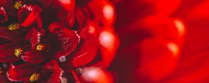 Превью обои хризантема, цветок, лепестки, макро, красный