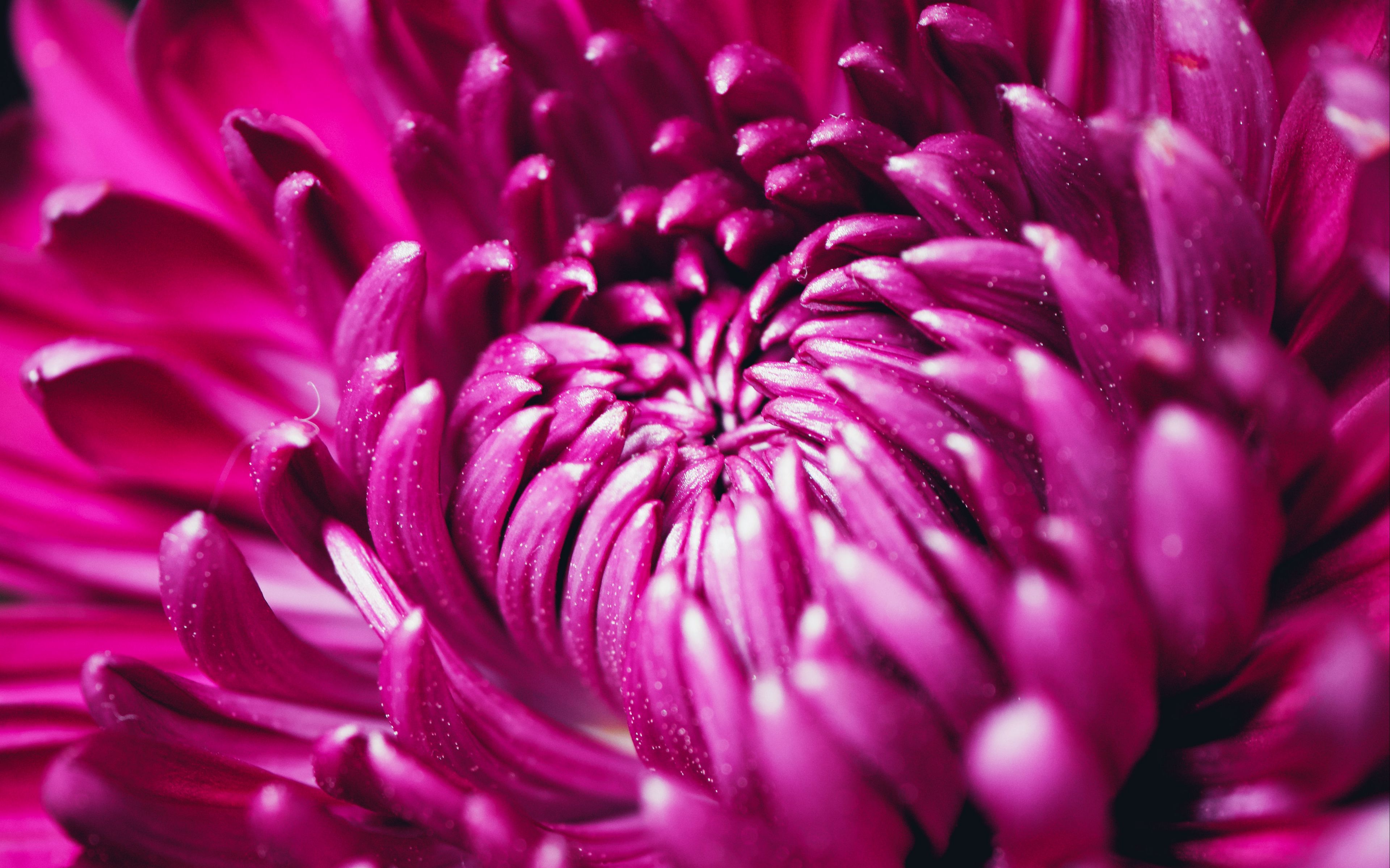 Фиолетовые хризантемы фон