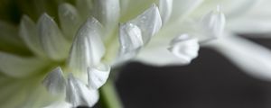 Превью обои хризантема, цветок, лепестки, белый, капли, макро