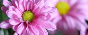 Превью обои хризантема, цветок, лепестки, макро, розовый