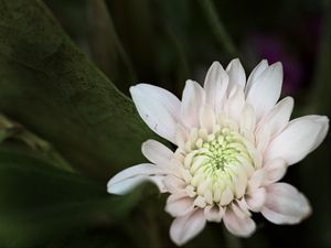 Превью обои хризантема, цветок, макро, лепестки, белый