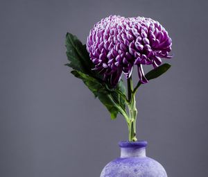 Превью обои хризантема, цветок, ваза, фиолетовый