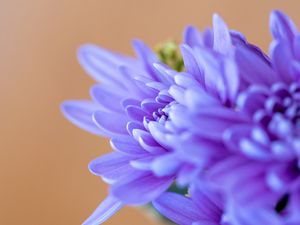Превью обои хризантема, цветы, лепестки, синий, размытие, макро