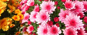 Превью обои хризантемы, лепестки, цветы, розовый