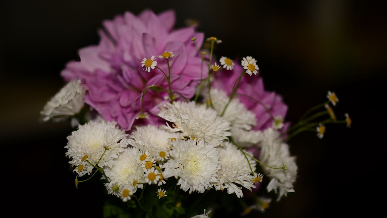 Обои хризантемы, ромашки, букет, цветы