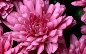 Превью обои хризантемы, розовый, цветы, мокрый, роса