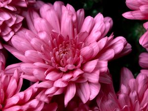 Превью обои хризантемы, розовый, цветы, мокрый, роса