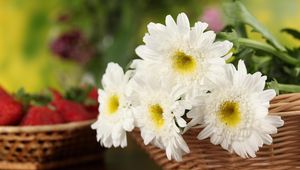 Превью обои хризантемы, цветы, белоснежные, корзина, крупный план