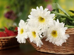 Превью обои хризантемы, цветы, белоснежные, корзина, крупный план