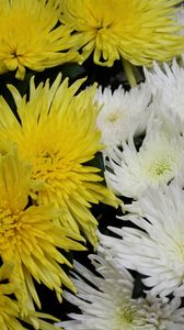 Превью обои хризантемы, цветы, белые, желтые, крупный план