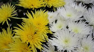 Превью обои хризантемы, цветы, белые, желтые, крупный план