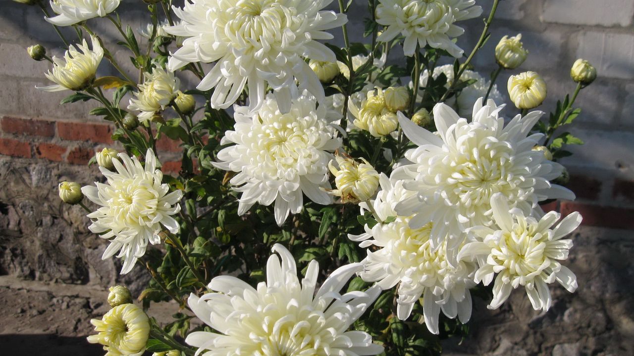 Обои хризантемы, цветы, белые, букет, стена