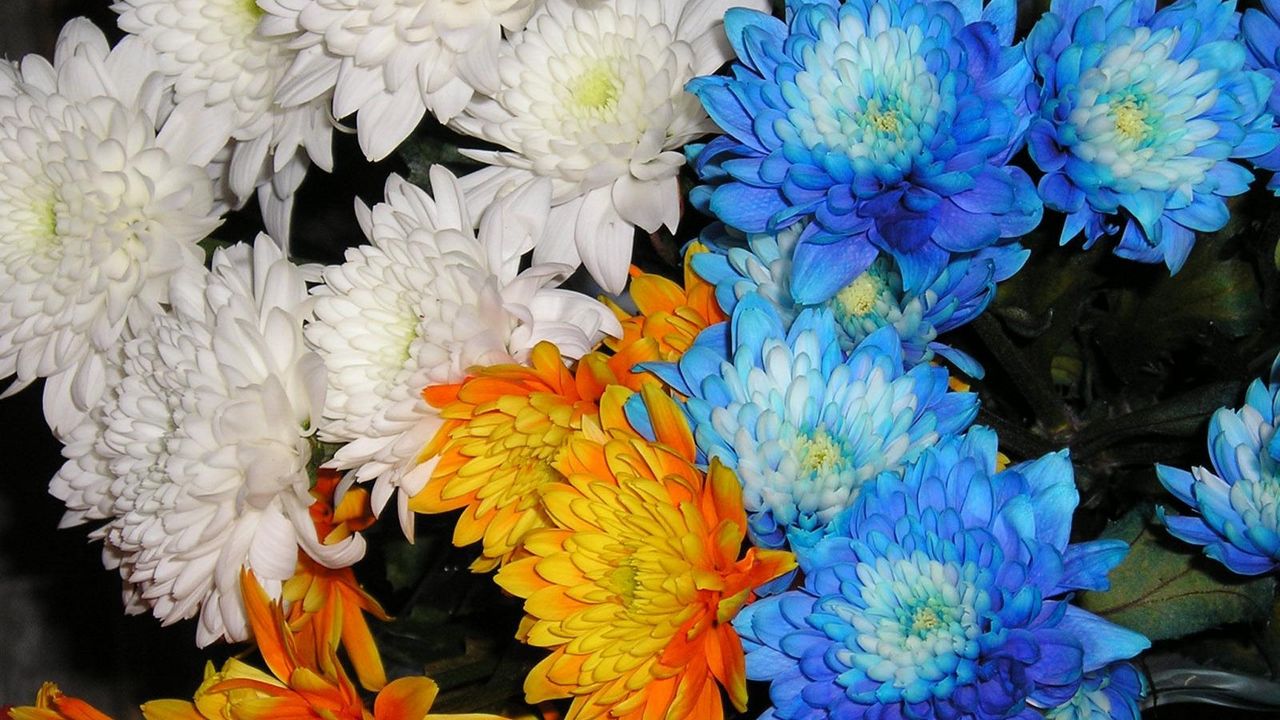 Обои хризантемы, цветы, белые, синие, оранжевые, крупный план