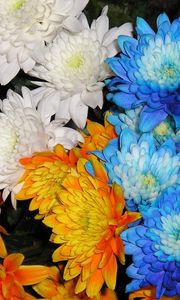 Превью обои хризантемы, цветы, белые, синие, оранжевые, крупный план