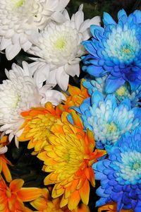 Превью обои хризантемы, цветы, белые, синие, оранжевые, крупный план