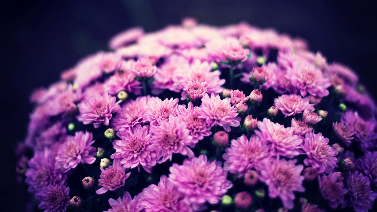 Обои хризантемы, цветы, букет, пурпурный, цветение
