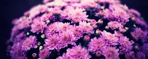 Превью обои хризантемы, цветы, букет, пурпурный, цветение