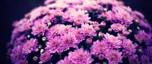 Превью обои хризантемы, цветы, букет, пурпурный, цветение