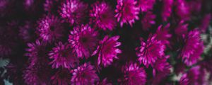 Превью обои хризантемы, цветы, букет, фиолетовый