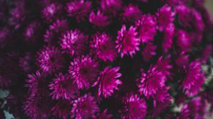 Превью обои хризантемы, цветы, букет, фиолетовый