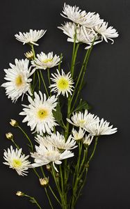 Превью обои хризантемы, цветы, букет, белый