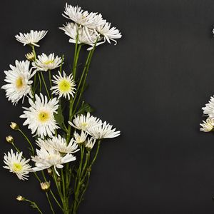 Превью обои хризантемы, цветы, букет, белый