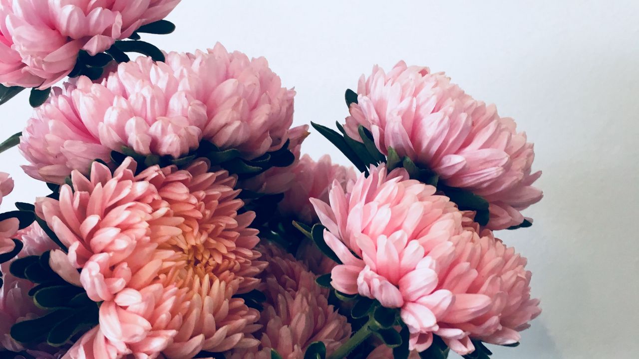Обои хризантемы, цветы, букет, розовый