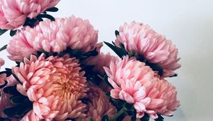 Превью обои хризантемы, цветы, букет, розовый
