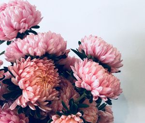 Превью обои хризантемы, цветы, букет, розовый