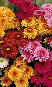 Превью обои хризантемы, цветы, букет, разные, яркие, красота