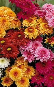 Превью обои хризантемы, цветы, букет, разные, яркие, красота
