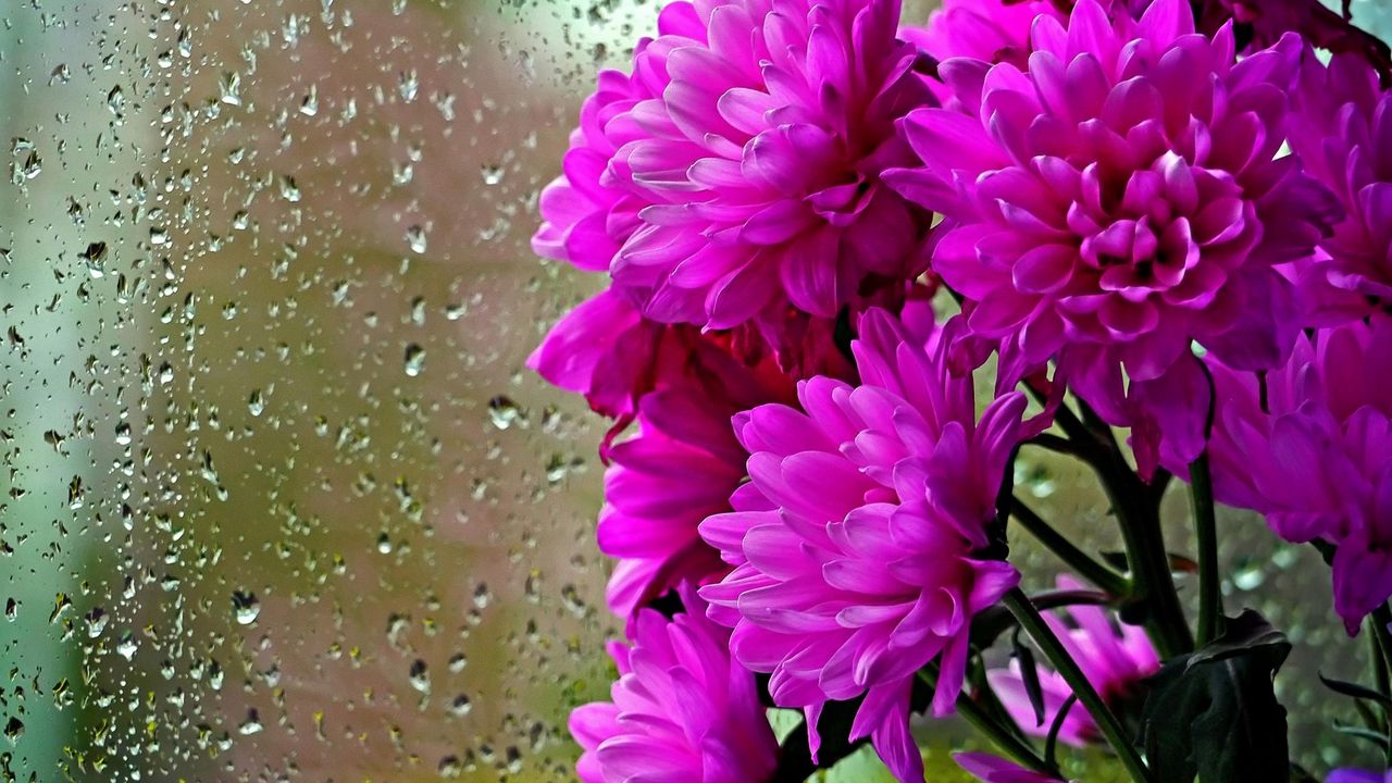 Обои хризантемы, цветы, букет, стекло, капли, дождь