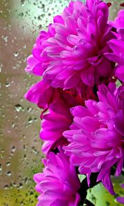 Превью обои хризантемы, цветы, букет, стекло, капли, дождь