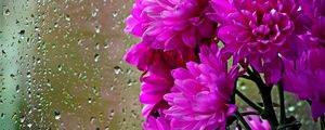 Превью обои хризантемы, цветы, букет, стекло, капли, дождь