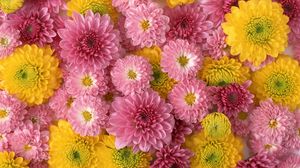 Превью обои хризантемы, цветы, бутоны, желтые, розовые, композиция