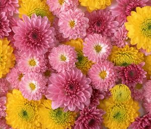 Превью обои хризантемы, цветы, бутоны, желтые, розовые, композиция