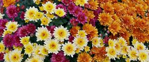 Превью обои хризантемы, цветы, яркие, разнообразие, много