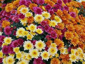 Превью обои хризантемы, цветы, яркие, разнообразие, много