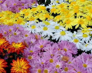 Превью обои хризантемы, цветы, яркие, разнообразие, множество
