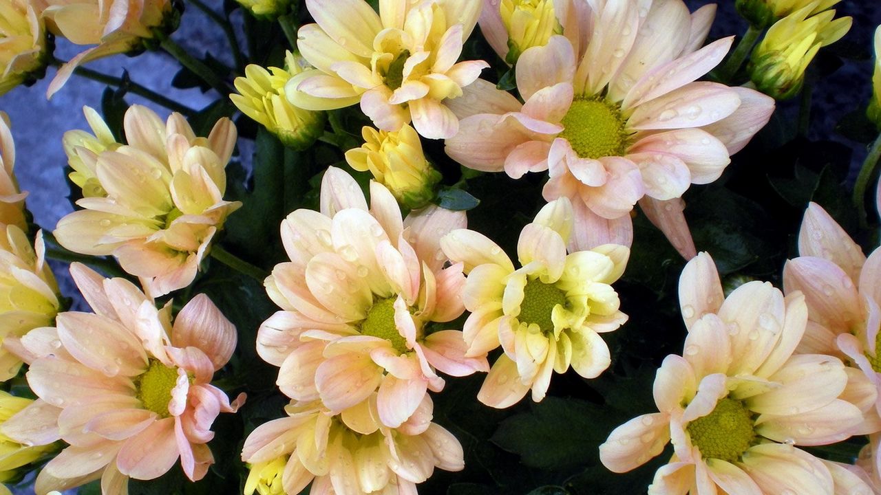 Обои хризантемы, цветы, капли, свежесть, букет