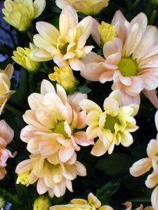 Превью обои хризантемы, цветы, капли, свежесть, букет