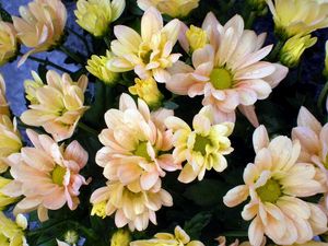 Превью обои хризантемы, цветы, капли, свежесть, букет