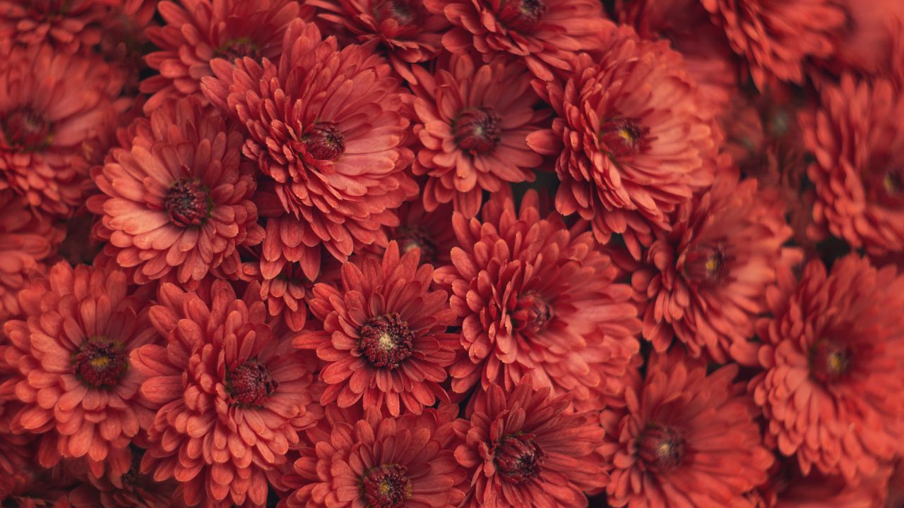 Обои хризантемы, цветы, красный, макро